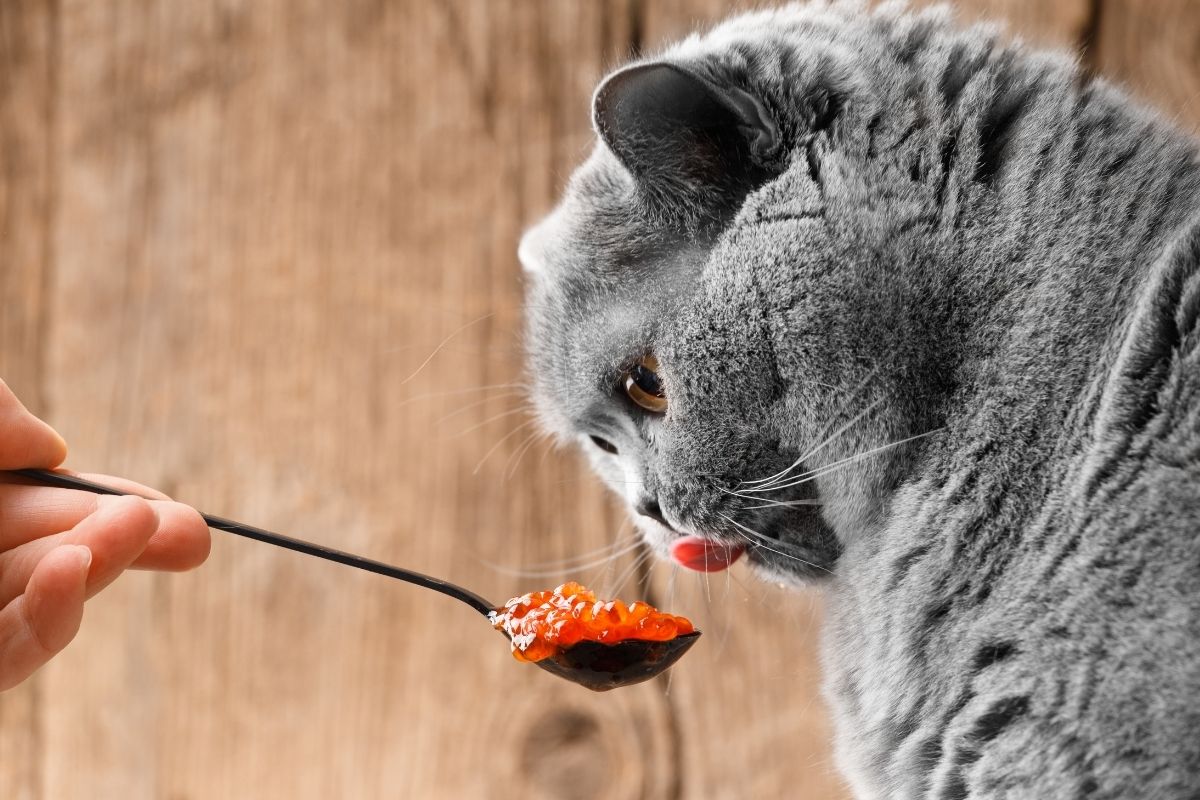 himmelen-l'huile de saumon pour chat